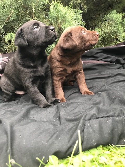 Puppies For Sale Northwest Lab Breeders